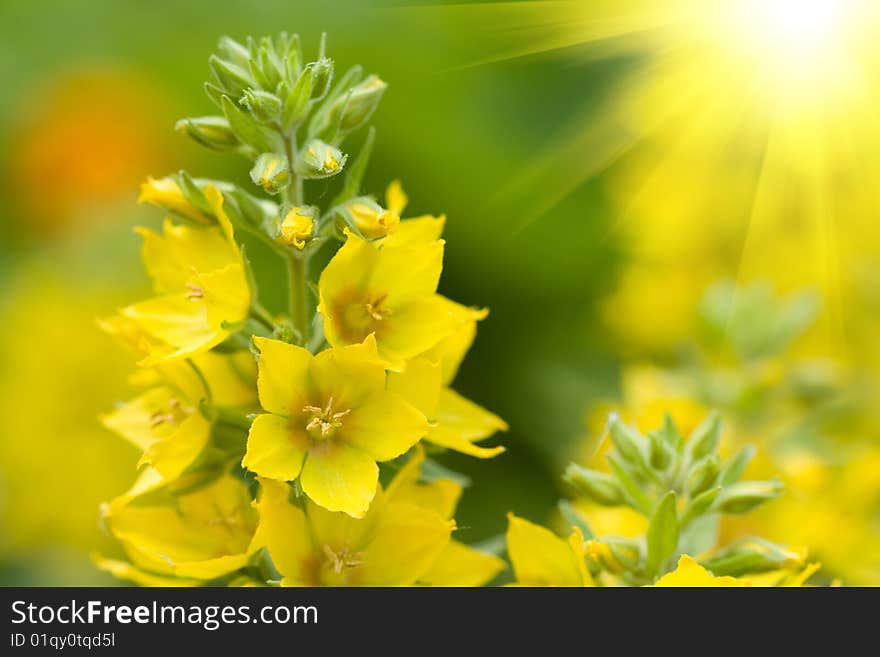 Beautiful yellow flowers on a green field