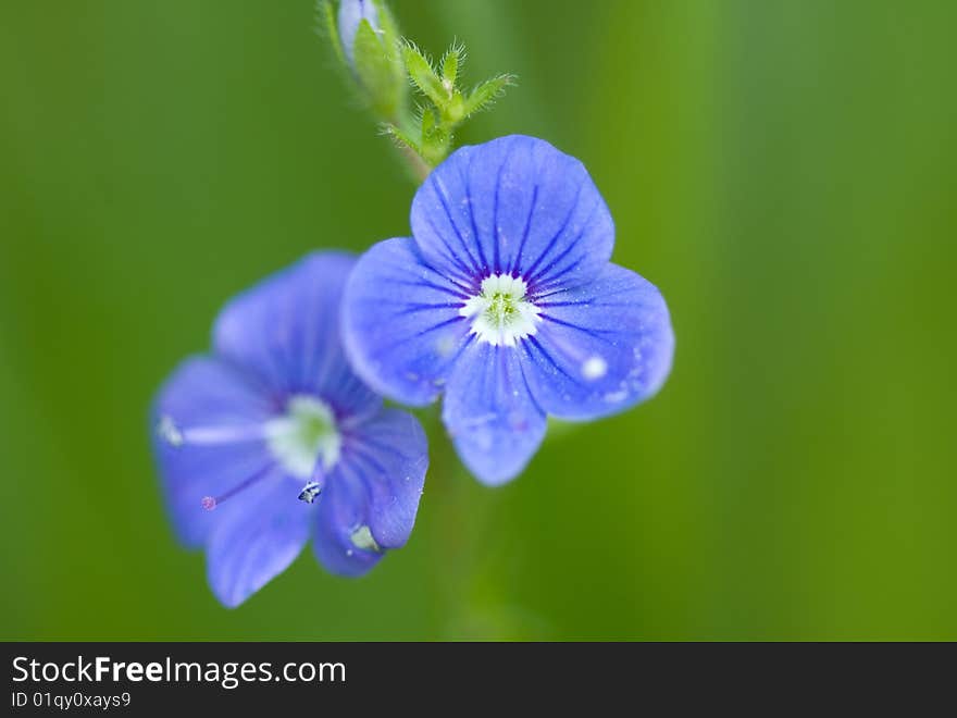 Blue flowers on background green grass