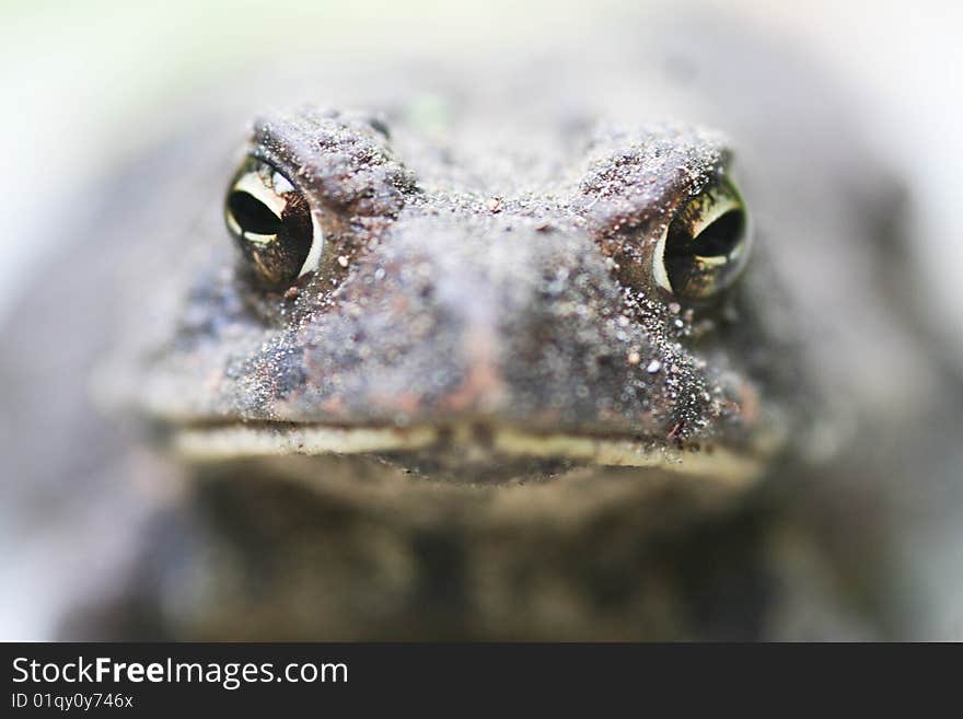 A macro shot focused on the toads eyes. A macro shot focused on the toads eyes