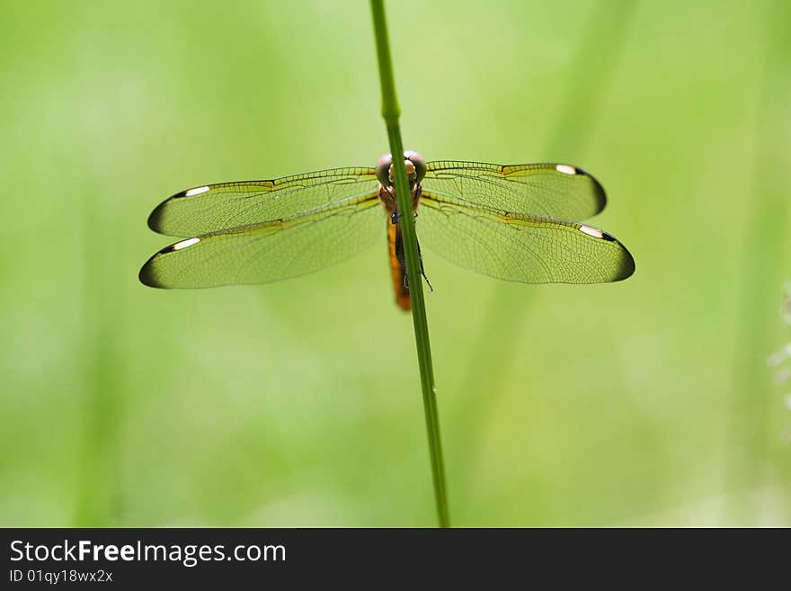 A macro shot focusing on the wings of a dragonfly that is resting on a blade of grass. A macro shot focusing on the wings of a dragonfly that is resting on a blade of grass