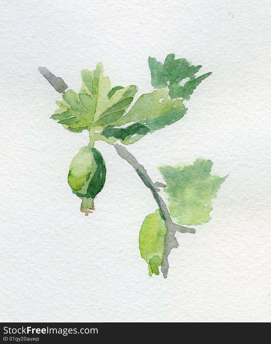 Gooseberries