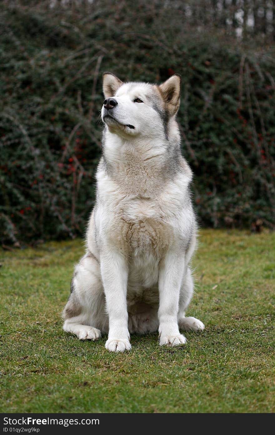 Alaskan malamute