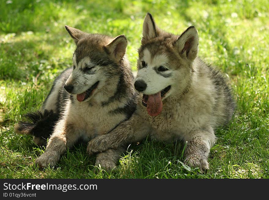 Alaskan malamute - puppy