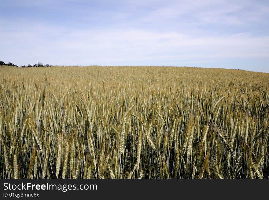 A rye field