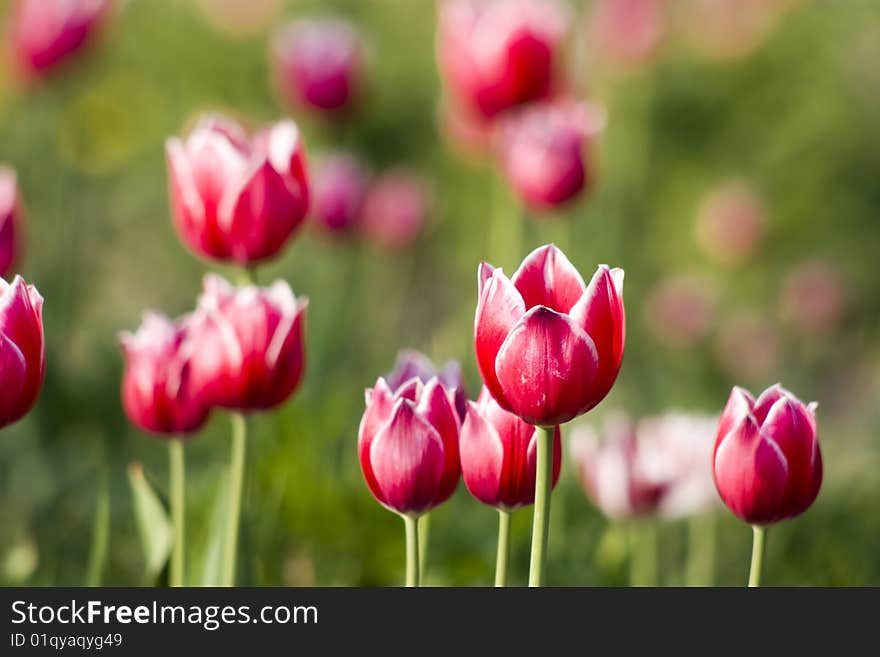 Bright red with white tulips on the green background