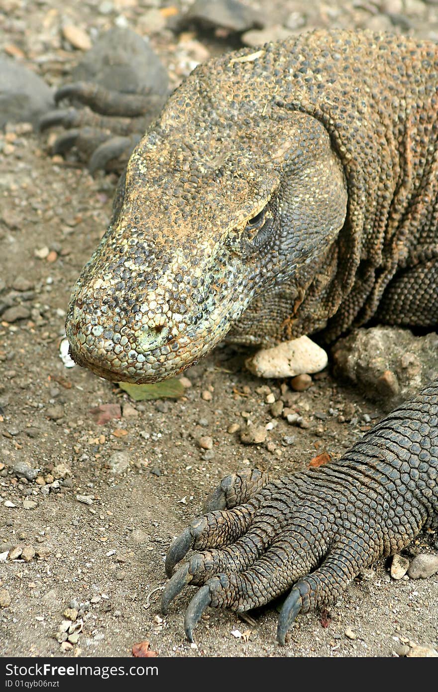 Endangered giant Komodo dragon looking for food. Endangered giant Komodo dragon looking for food