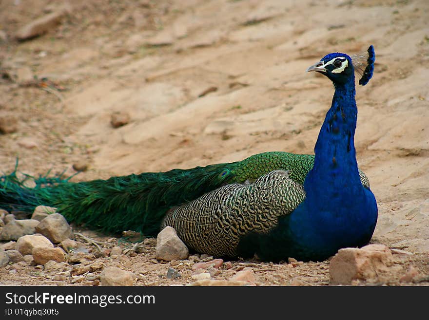 Peacock