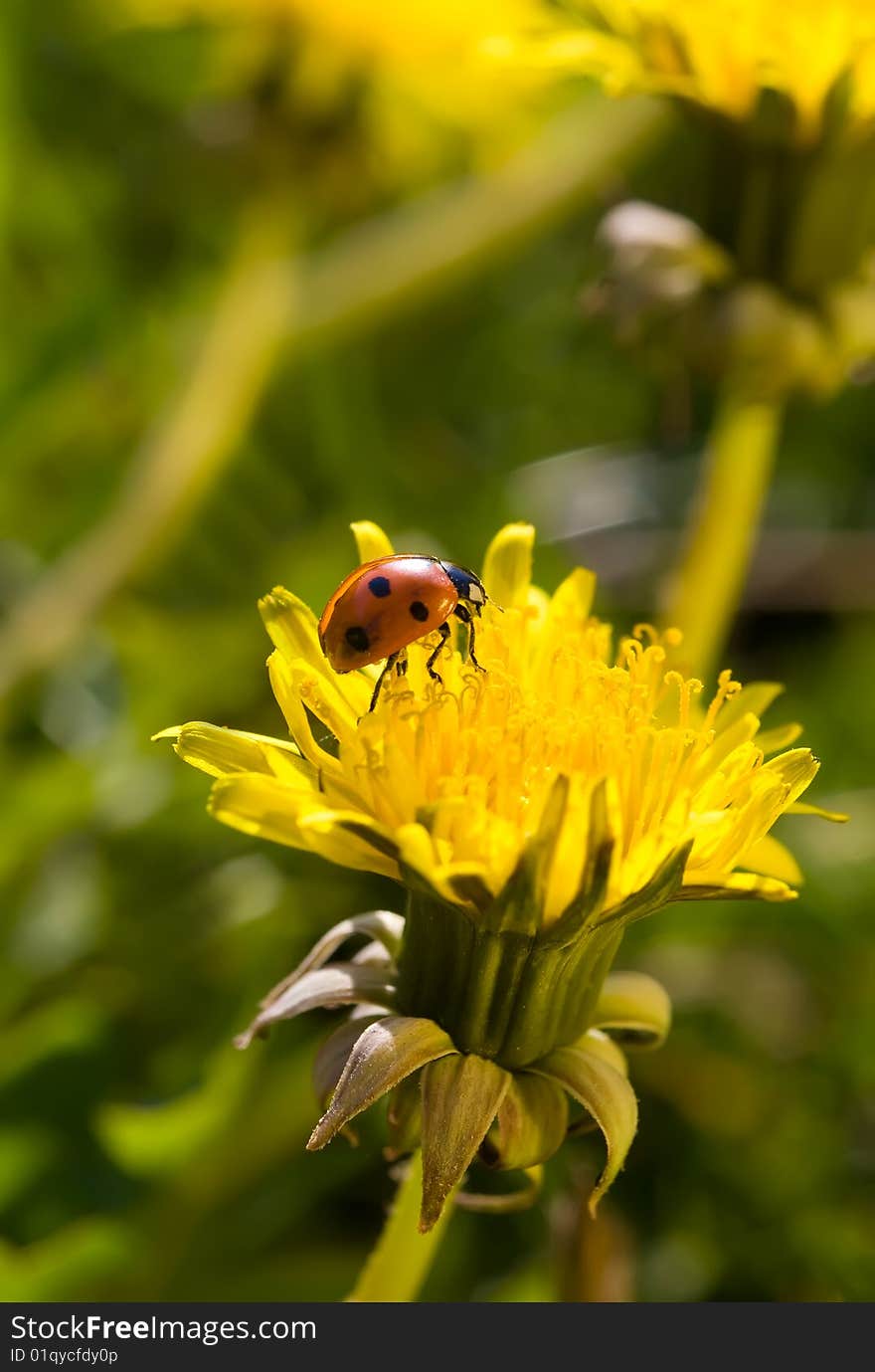 Ladybug