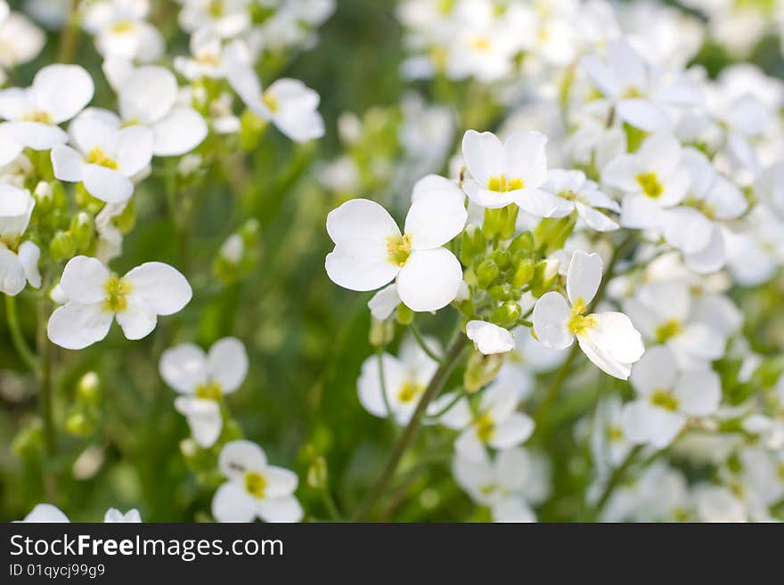 Beautiful white flowers summer background