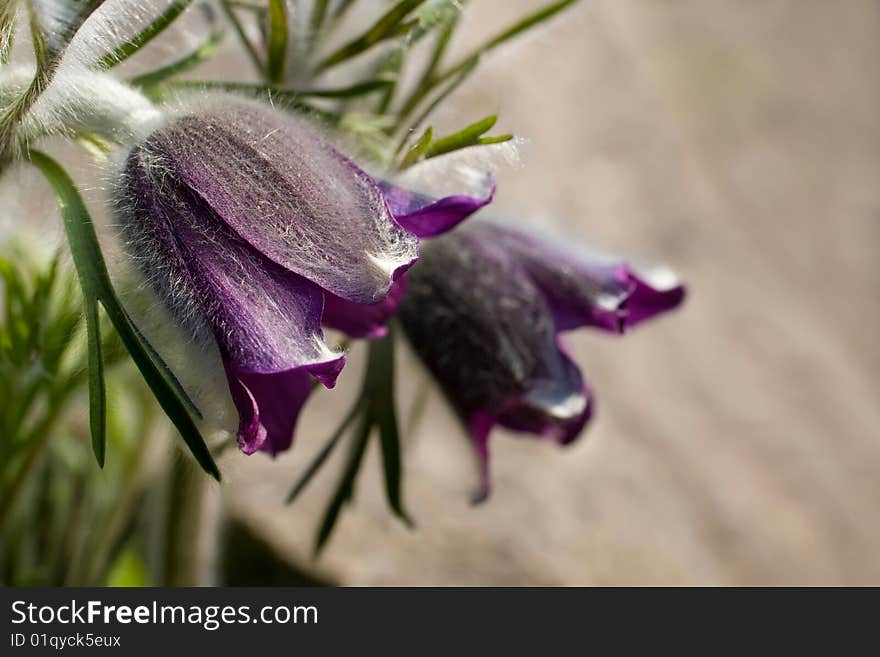 Fine blue flowers macro background