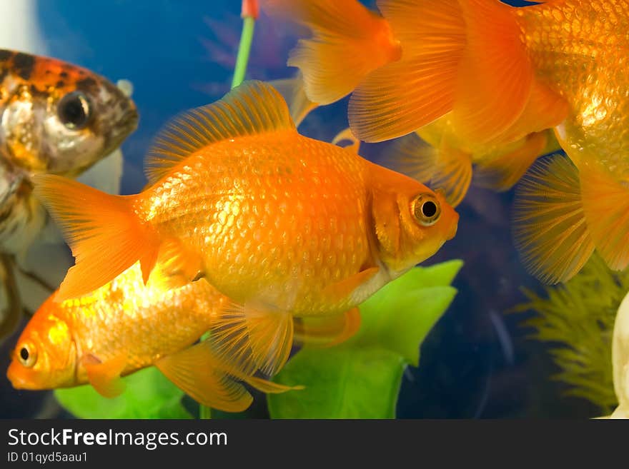 Tropical Aquarium Fish