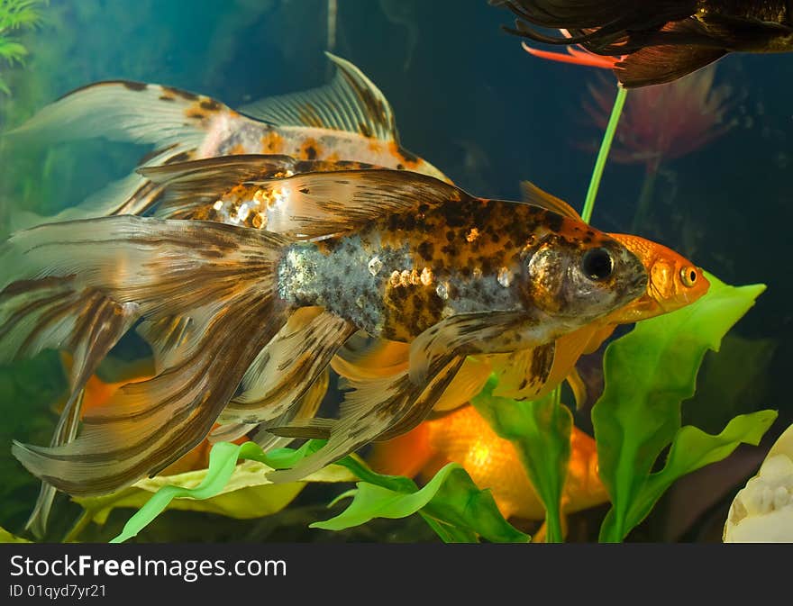 Tropical aquarium fish macro shot