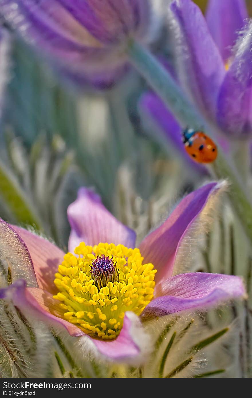 Fine blue flowers and ladybug