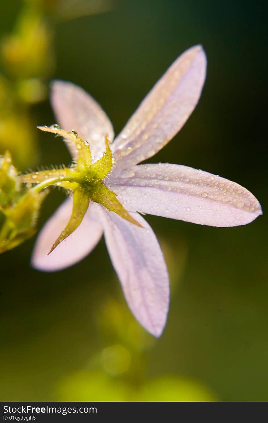 Spring Beauty