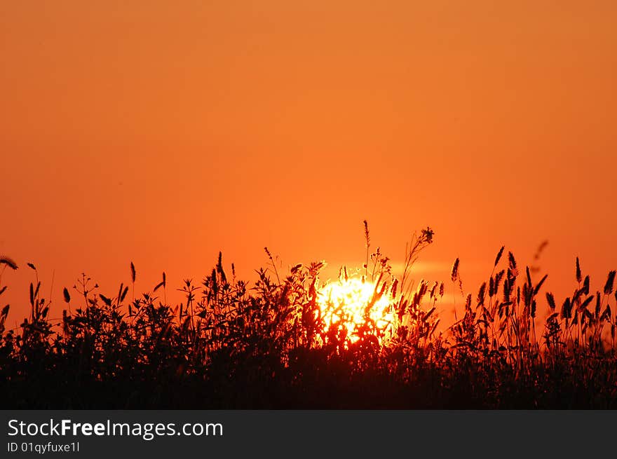 Golden sunset and blades of grass