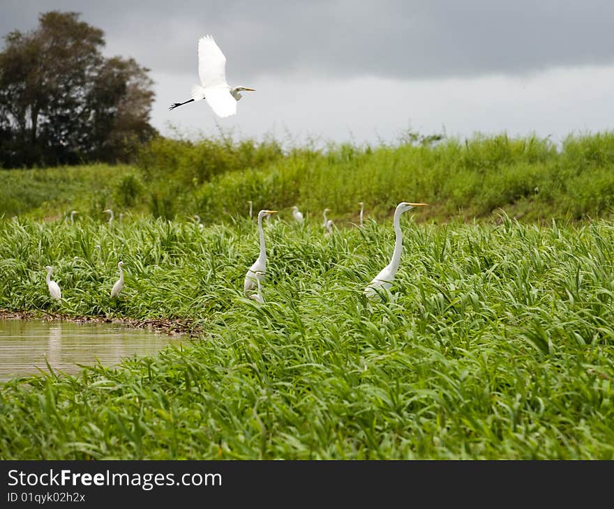 Photo of many white herons, Venezuela, River Orinoco. Photo of many white herons, Venezuela, River Orinoco