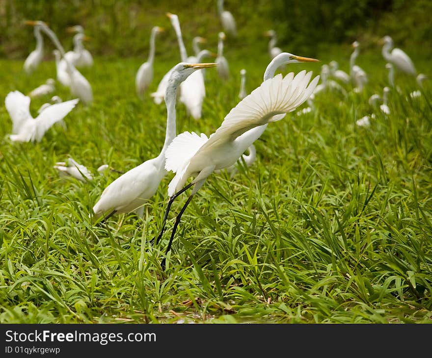 Photo of many white herons, Venezuela, River Orinoco. Photo of many white herons, Venezuela, River Orinoco