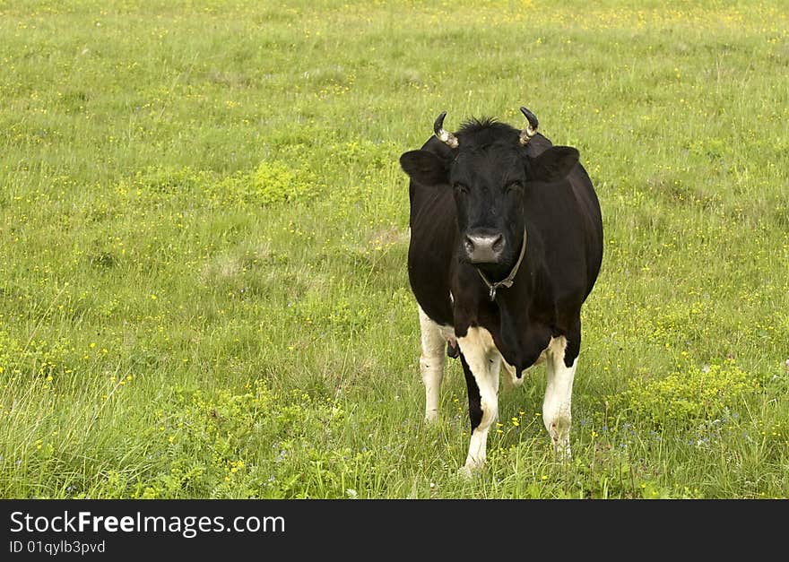 cow on a green pasture. cow on a green pasture.