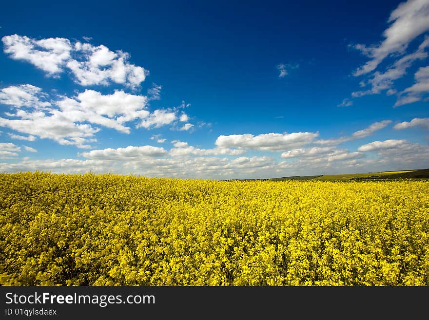 Yellow field