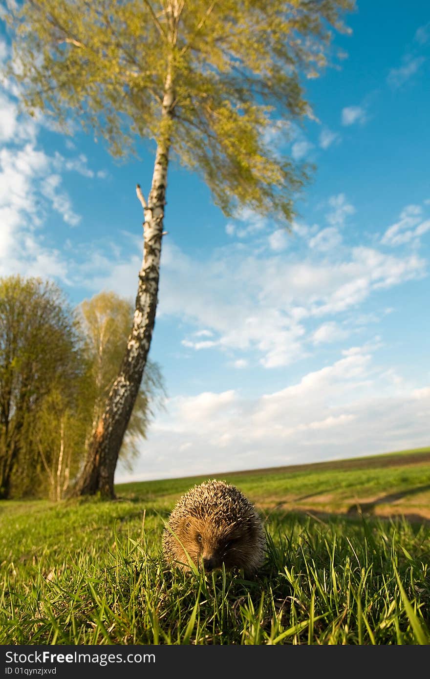 Hedgehog in grass