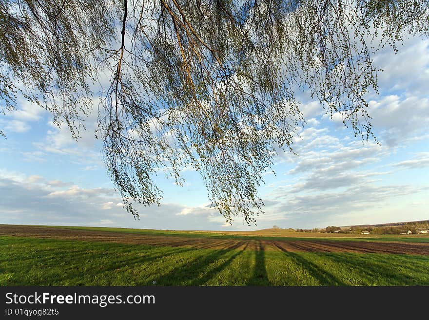 Tree branches on the background of green crops and cloudy sky