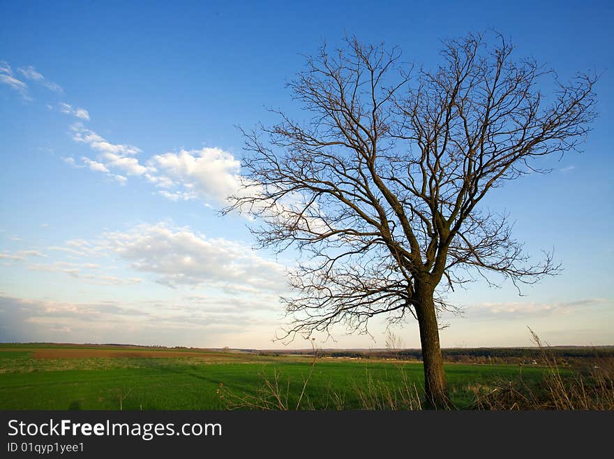 A single bare tree in the field under the blue sky. A single bare tree in the field under the blue sky