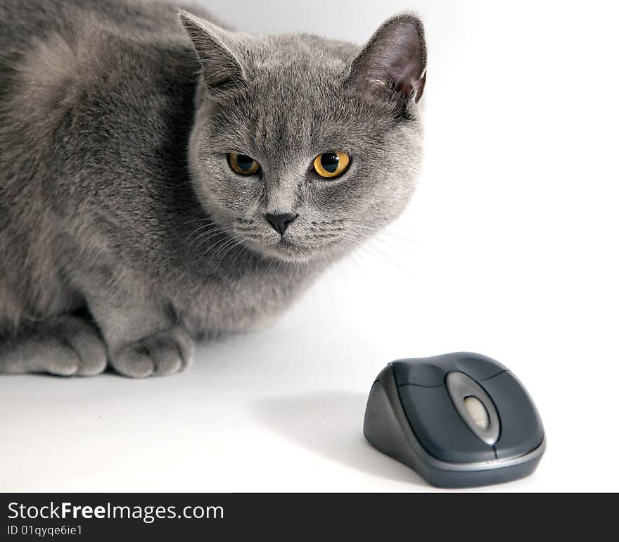 British blue cat with wifi mouse