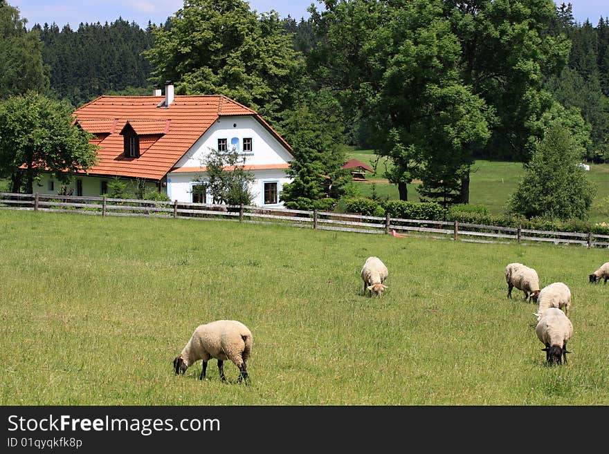 Cottage and sheep, Veselý Kopec, Czech Republic