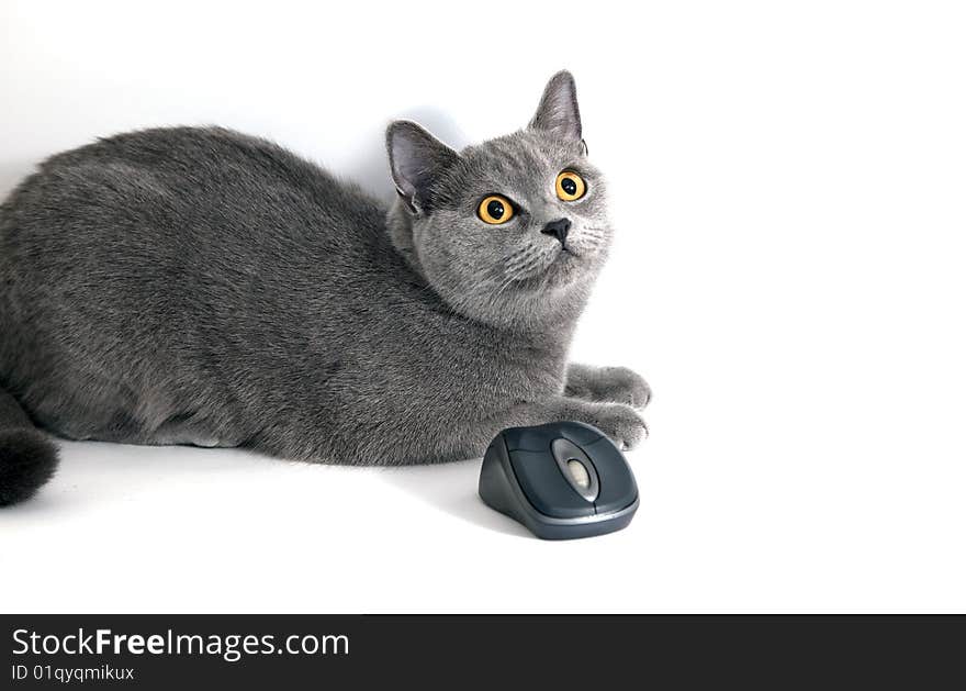 British blue cat with wifi mouse