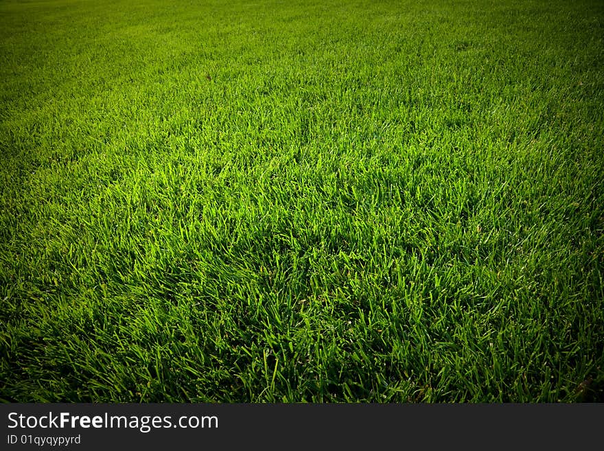 Grass