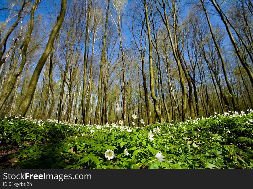 A colored carpet of  beautiful wildflowers amongst grove  in sunlight. A colored carpet of  beautiful wildflowers amongst grove  in sunlight