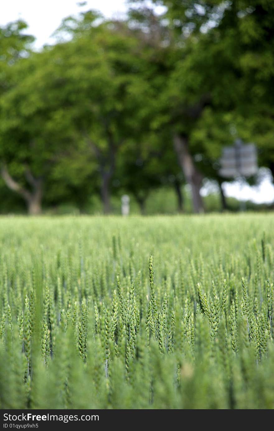 A detail of a barley field with trees as a background.