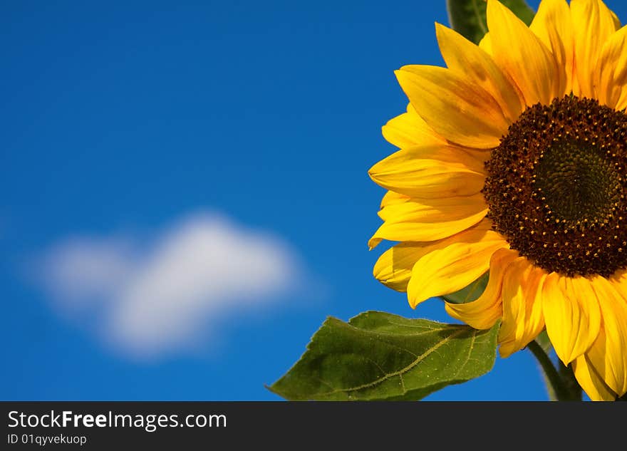 Beautiful sunflower with blue sky