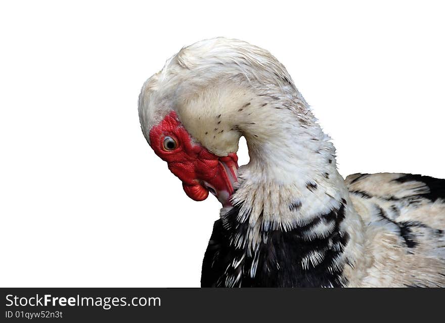 The drake of a muscovy duck