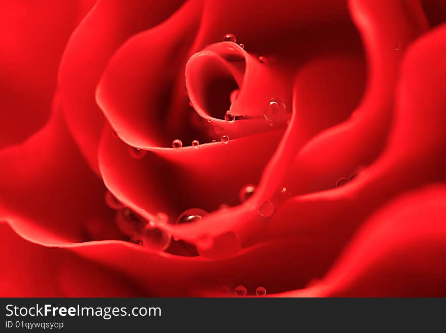 Red rose with drops of water close-up