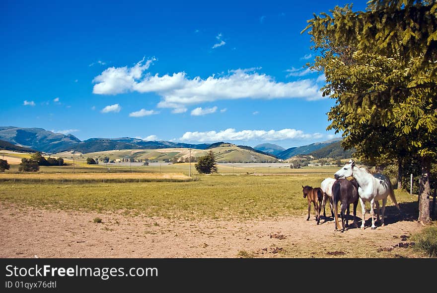 Family Horses