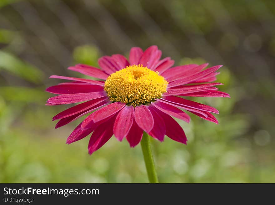 Red gerbera