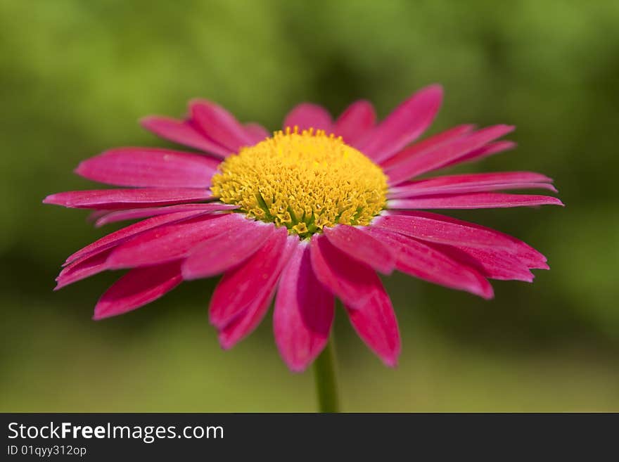 Red gerbera on a green background