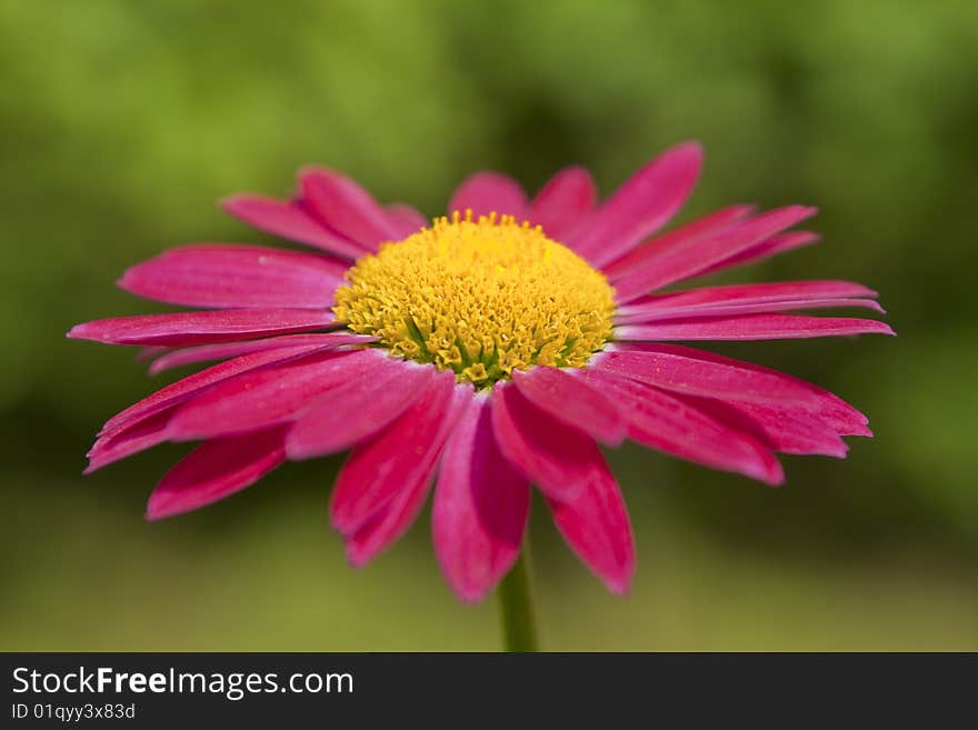 Red gerbera