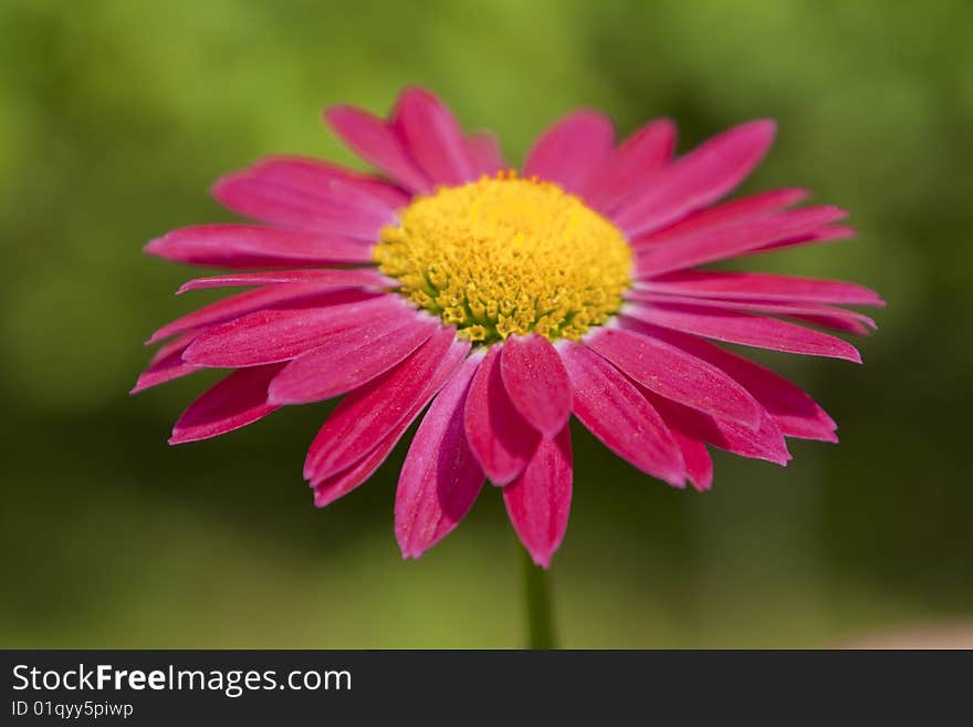 Red gerbera on a green background