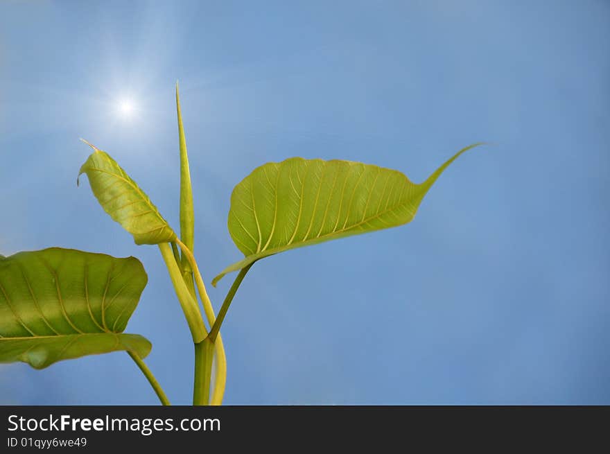 Close-up of fresh plant sprout. Close-up of fresh plant sprout