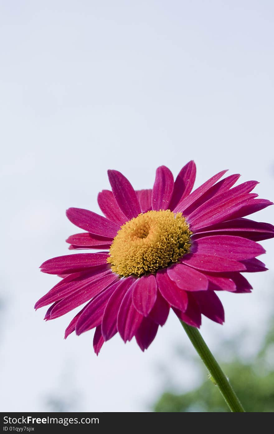 Red gerbera on a green background