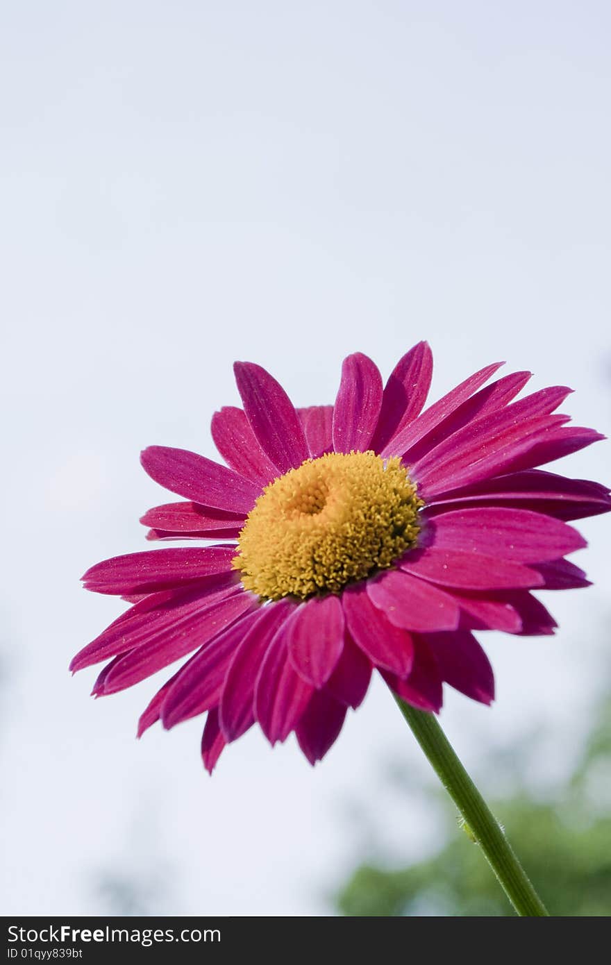 Red gerbera on a green background