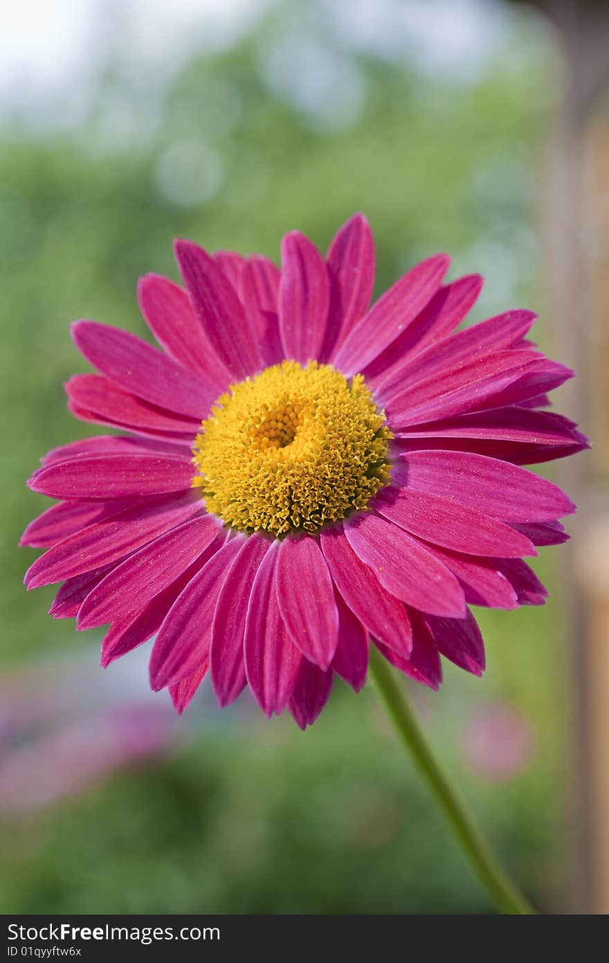 Red gerbera on a green background