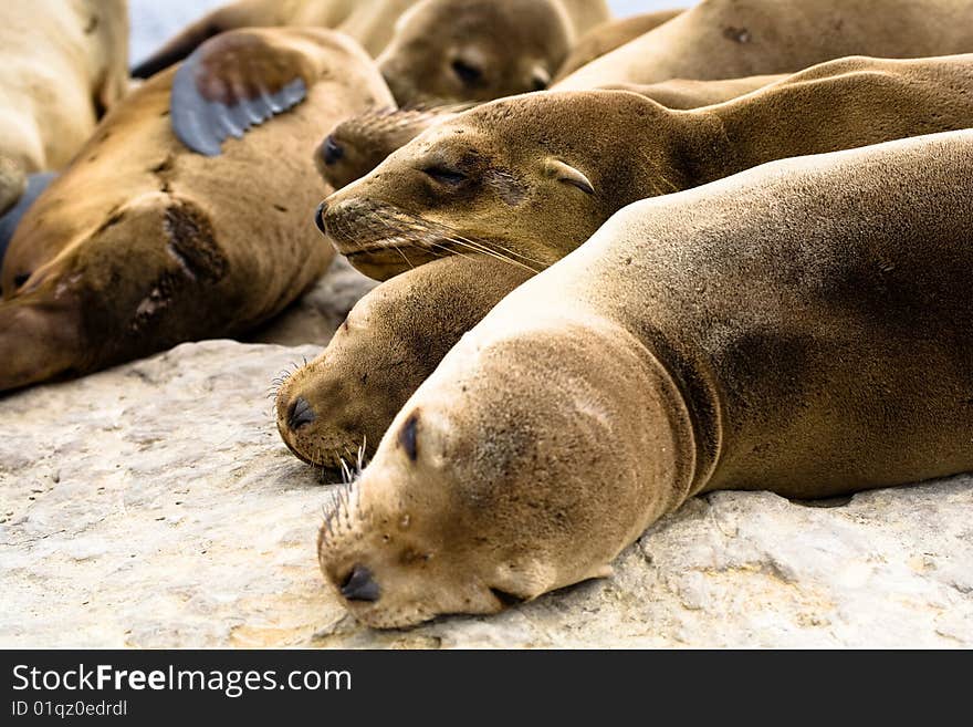 Sea lions