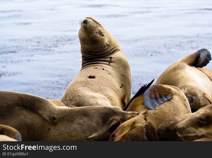 Sea lions