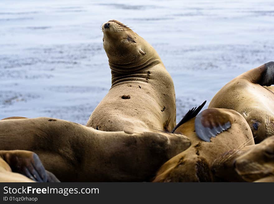 Sea lions