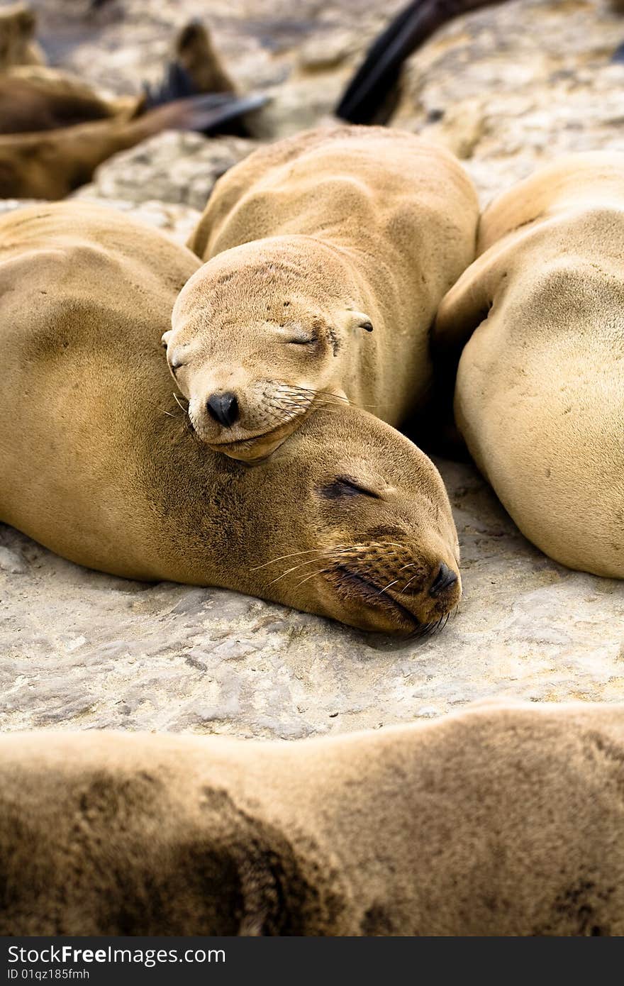 Sea Lions