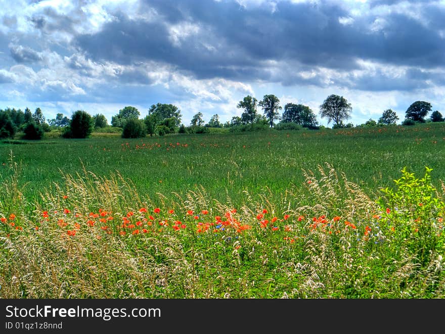 Poppy Field