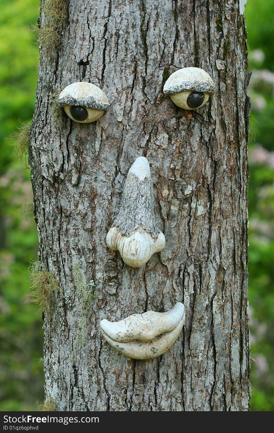 A really neat face on a tree. A really neat face on a tree